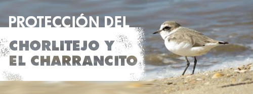 Protección del CHORLITEJO y del CHARRANCITO