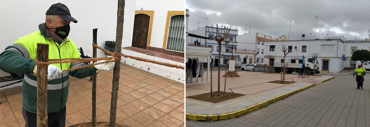 Árboles